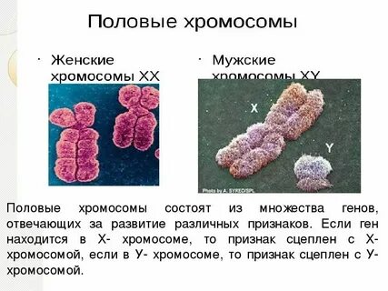 Сколько хромосом в половых клетках у человека
