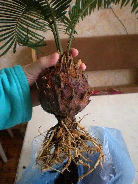 Луковицы цикас. Цикас цветок. Пальма цикас. Пальма цикас. Цикас пересадка.