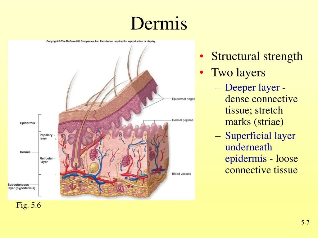 Two layer. Кожа анатомия. Epidermis layers.