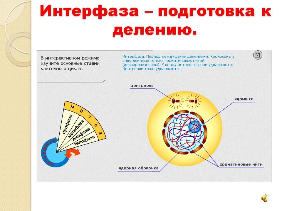 Рисунок строение интерфазы. Интерфаза это подготовка к делению. Процесс подготовки клетки к делению. Фаза подготовки клетки к делению