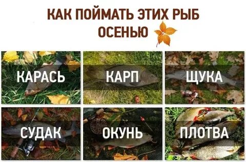 Запах рыбы какой