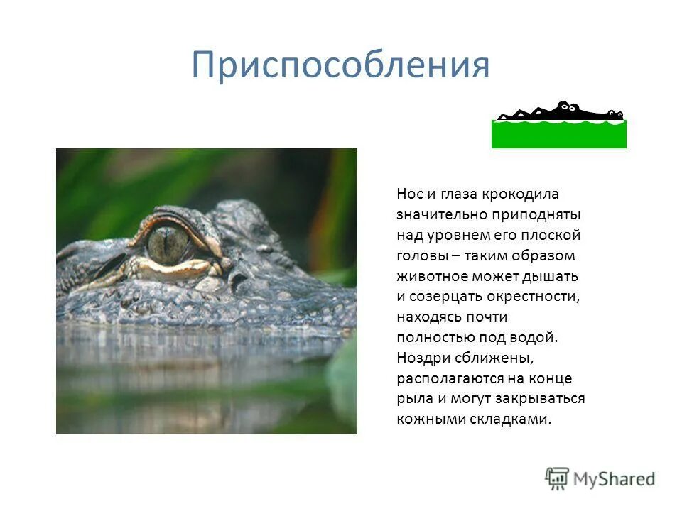 Нос крокодилов. Приспособление крокодилов. Бабочка крокодил. Глаз крокодила. Приспособления крокодила.