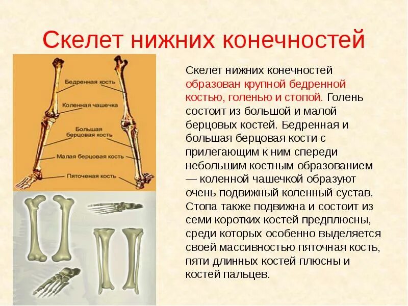 Скелет ответ. Скелет берцовая кость. скелет нижних конечностей состоит из костей. большая и малая берцовая кость. скелет нижних конечностей образован.