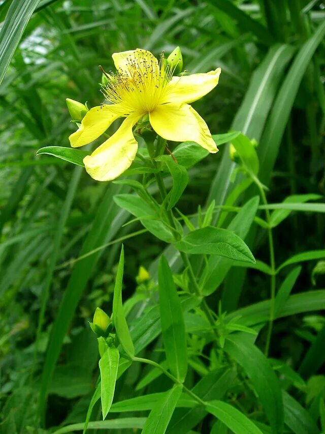 Зверобой большой. Hypericum ascyron. Зверобой растение. Зверобой Дальневосточный. Зверобой Сибирский.