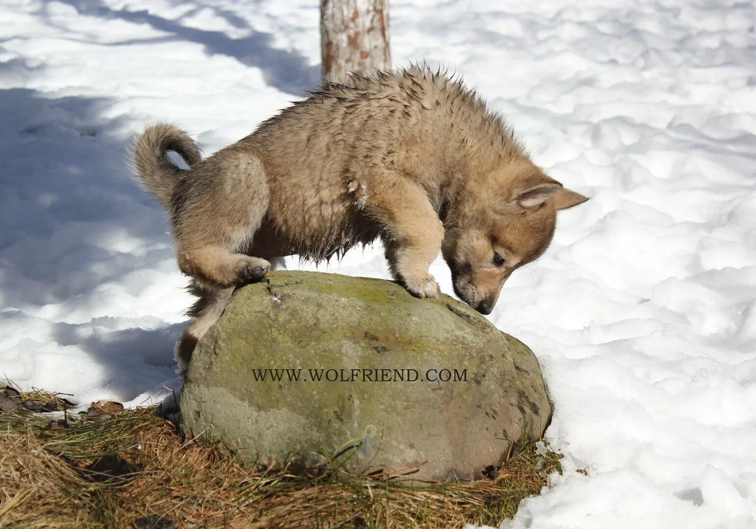 Волчан Волкова ЗСЛ. Laikisoloveva лайка Волчан. Wolf из лайка. Черский Волчан собака. Гибриды сибири