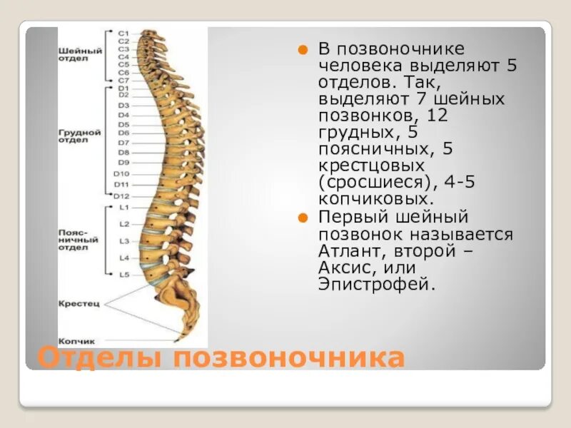 Грудной отделпозвоничника. Анатомия позвонков грудного отдела. Строение позвонка грудного отдела. Сочленение грудных позвонков и реберных костей. Позвонки грудного отдела.
