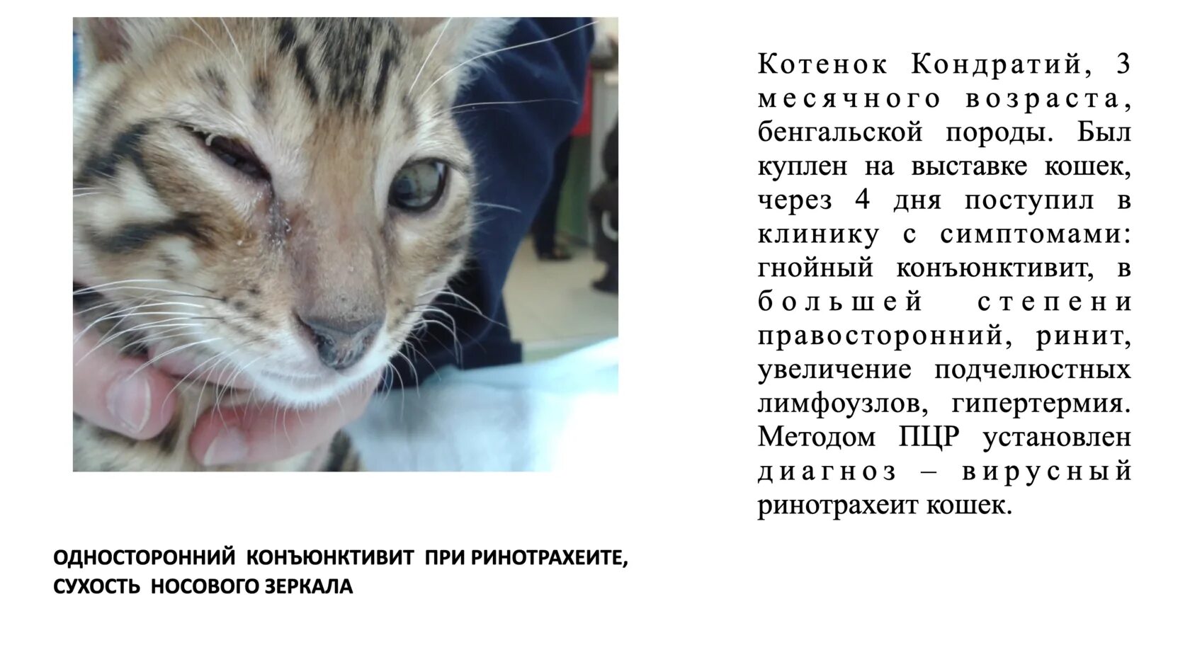 Герпесвирус у кошек симптомы и лечение фото Аллергический чих у кошек фото презентация