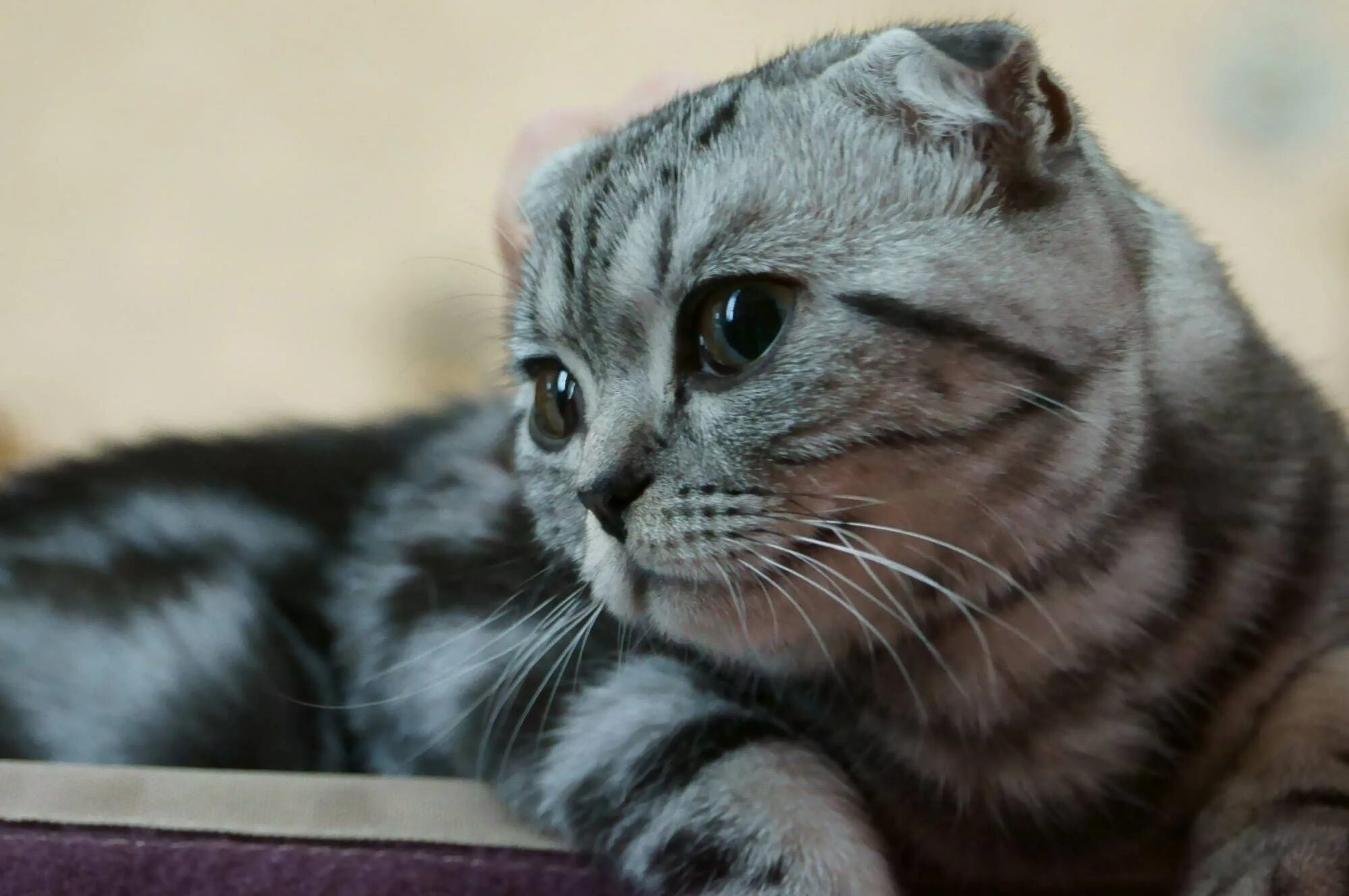 Скоттиш-фолд шотландская вислоухая. Шотландская кошка скоттиш фолд. Скоттиш фолд кошка. Кошки с висячими ушами. Кошки с висячими ушами.