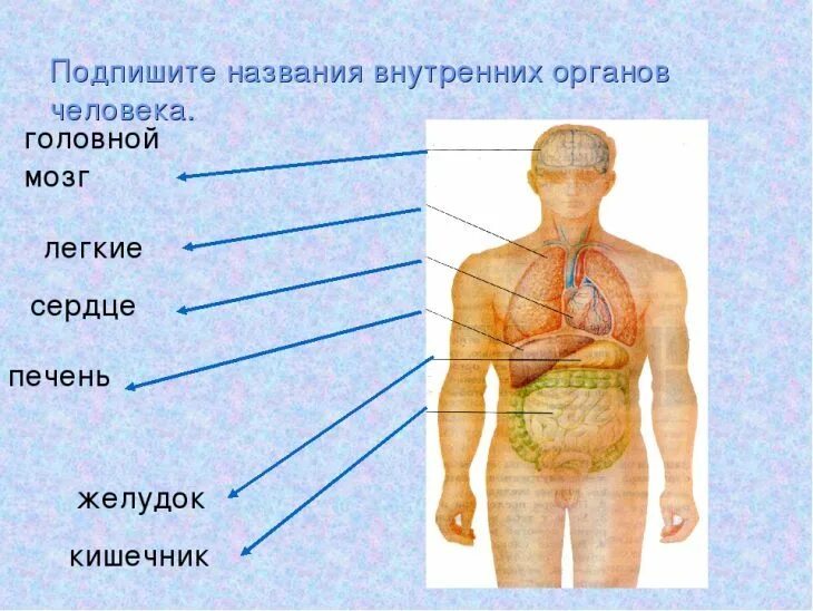 Схема строения человека 4 класс. Строение тела человека. Название органов человека. Строение органов человека. Тело человека с названиями органов.