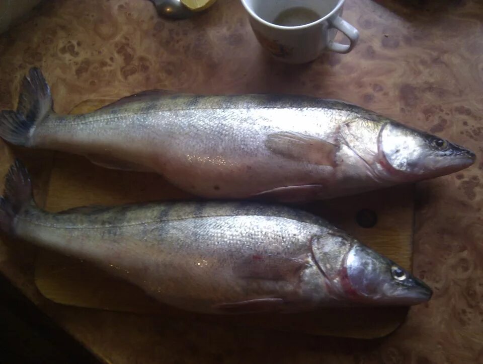 Судак горячей корчения. Судак рыба копченая. Судак горячего копчения. Судак горячей корчения. Судак рыба копченая.