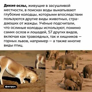 Дикие факты