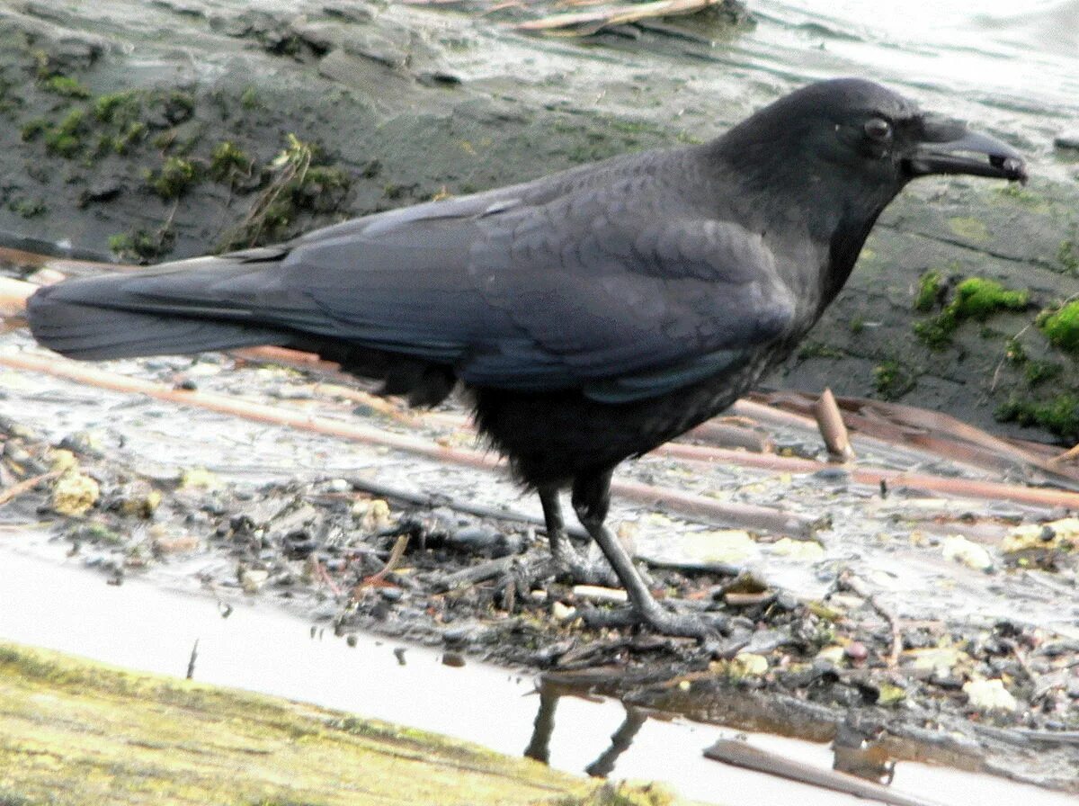 Corvus brachyrhynchos. Корвус карга. Карга Хегетс. Карга расми.