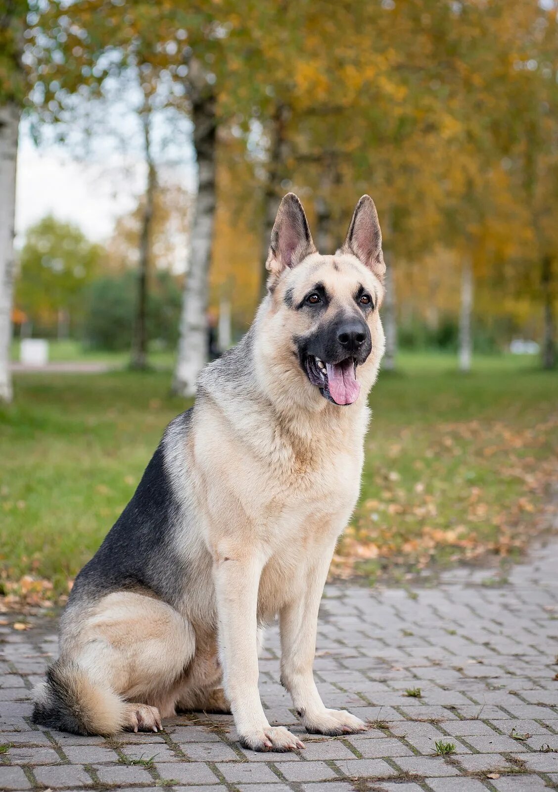 Восточноевропейская овчарка. Восточно-европейская овчарка длинношерстная. Восточно-европейская овчарка. Восточноевропейская овчарка. Старотипная восточно-европейская овчарка.