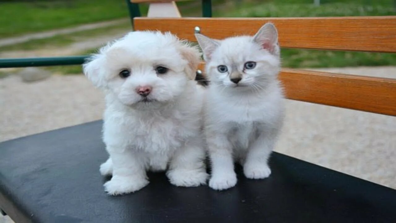 Сайт кошечки собачки. Собачки и кошечки. милые котята и щенки. щенок и котенок. миленьких котят и щенят.