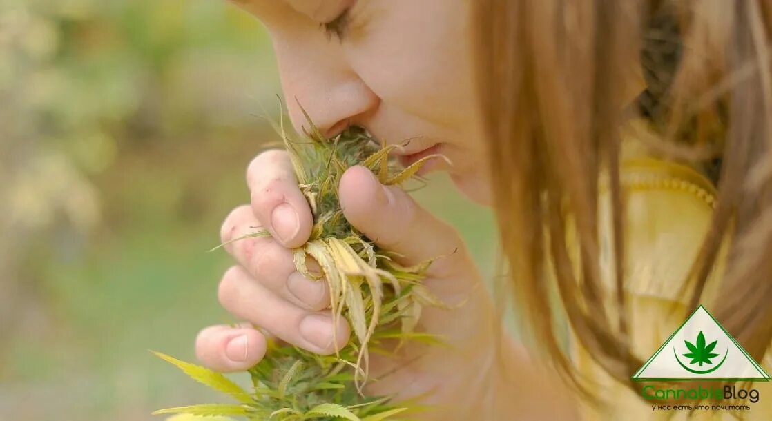 Запах трав привлекательный. Сложные отношения. Нанюхаются марихуаны вашей. Человек загибается дают понюхать. Накурился травы.