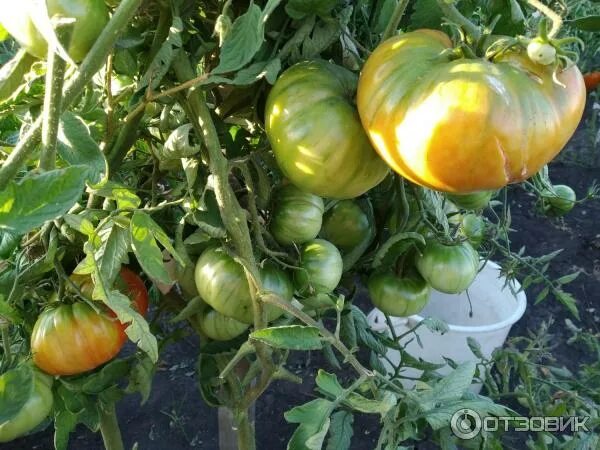 Сорт помидор корнеевский. Томаты бугай отзывы. Томат бугай красный 20шт/10. Помидоры бугай розовый. Томаты бугай отзывы.