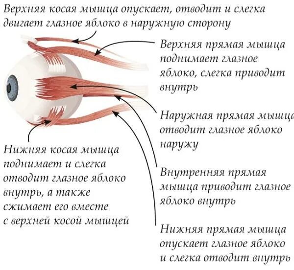 Ресничная мышца глаза функции. Мышцы глазного яблока функции. Мышцы глазного яблока анатомия функции. Иннервация мышц глаза таблица. Верхняя косая мышца глазного яблока.