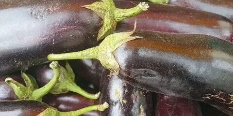 Какой баклажан посадить