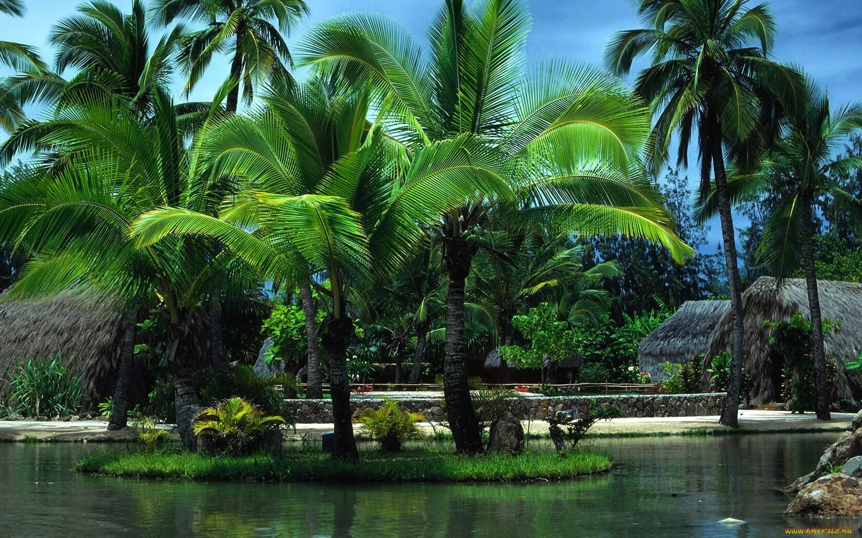Тропический лес дейнтри австралия. Тропики. Джуно-бич (флорида). Роща морских кокосовых пальм на острове праслен. Тайланд тропики.