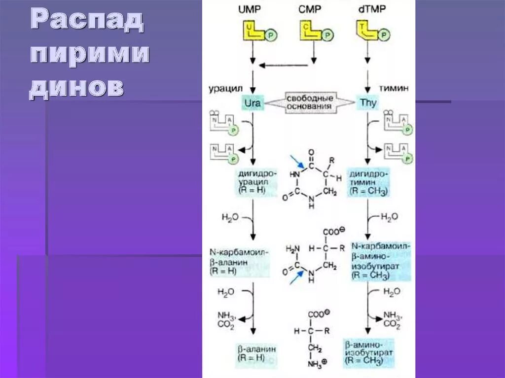 Распад азота 14. Карбамоил. Азот в обмене веществ. Биотрансформация азота. Обменные процессы азота.