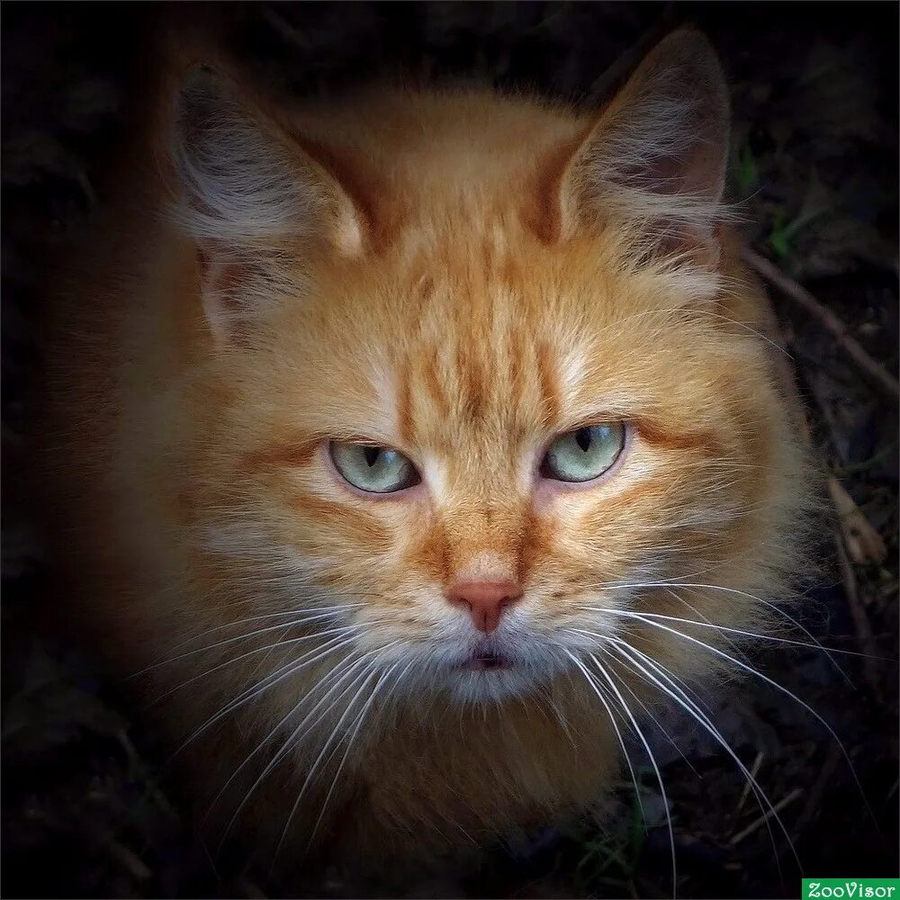 муркоша рыжие кошки. кот рыжий пуфик порода. рыжий кот ищет дом. рыжий кот молодой. рыжий кот батайск.