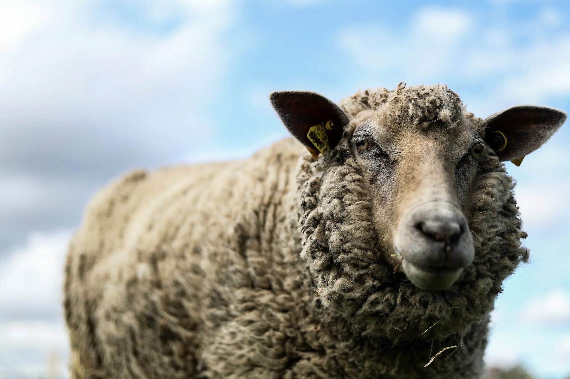 Could and sheep. Sheep. schaf. r8 sheep.