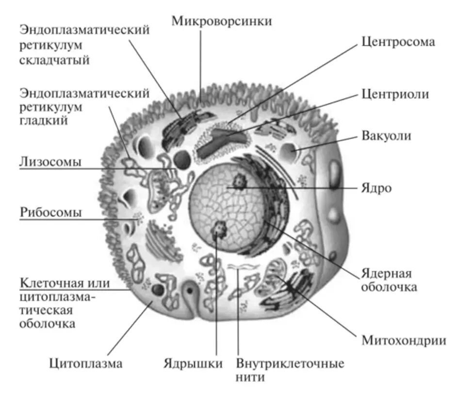 Схема строения эукариотической клетки рисунок. Строение эукариотической животной клетки. Строение клетки эукариот схема. Строение эукариотических клеток схема.