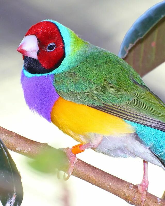 Gouldian finch птица. Бирюзовая танагра-медосос. Яркий воробей тропиков. Красивые птички. Яркий воробей тропиков.
