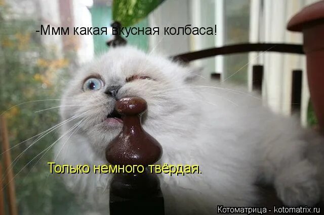 ммм пирамида. финансовая пирамида мавроди. ммм мавроди финансовая пирамида в 2011. какая девушка мем. оммм.