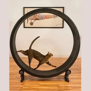 Кот крутится