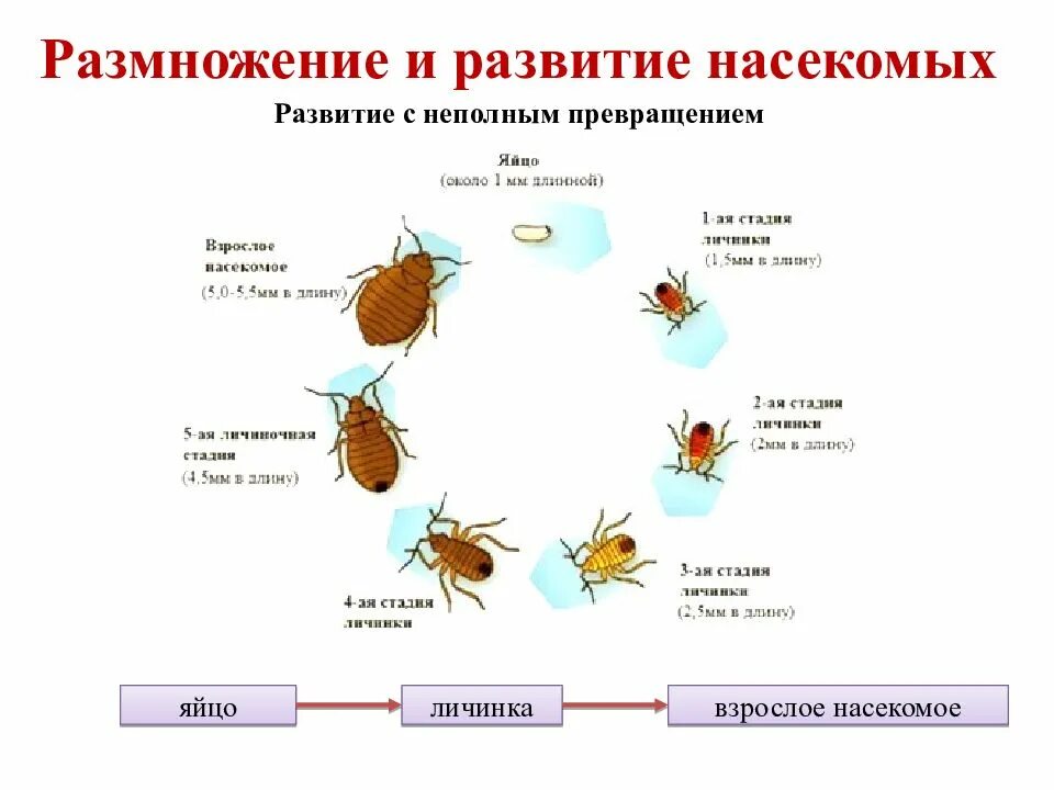 Какой тип характерен для клопа. Цикл развития постельного клопа. Развитие с неполным превращением клоп постельный. Цикл развития постельного клопа схема. Цикл развития насекомых с неполным превращением.