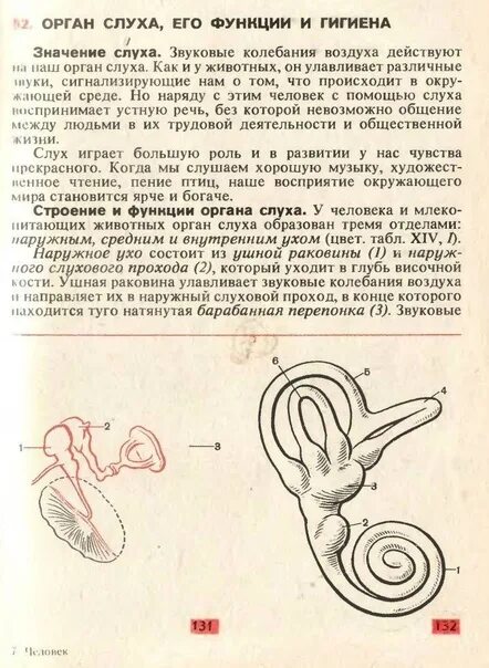 Какого значение слуха биология. Строение уха человека егэ. орган слуха. орган слуха анатомия человека. строение органа слуха.