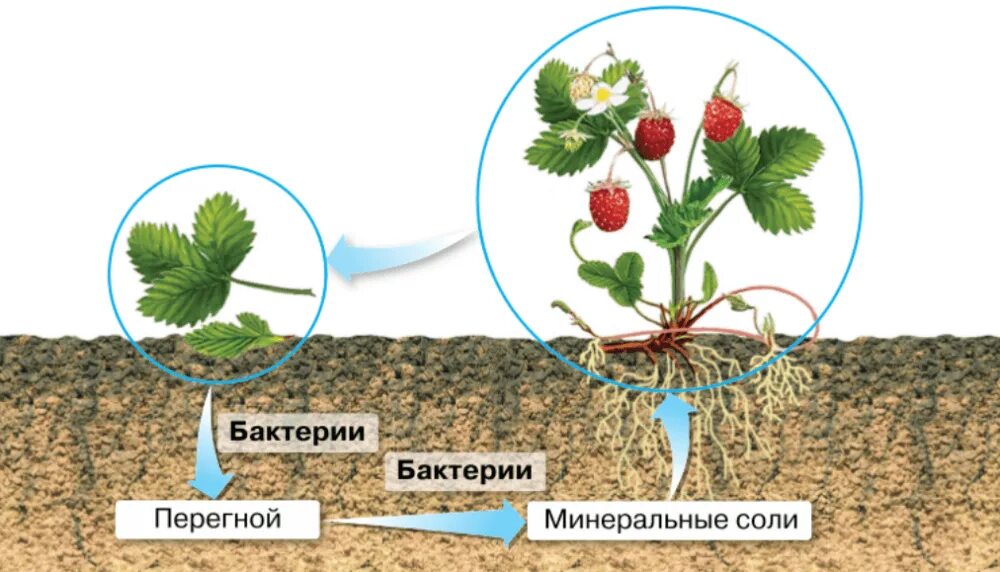 Роль бактерий в цепях питания. Круговорот веществ в природе бактерии. Роль бактерий в круговороте веществ в природе. Микроорганизмы в круговороте веществ. Роль бактерий в круговороте веществ.