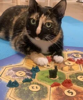 Кот играет в настольные игры