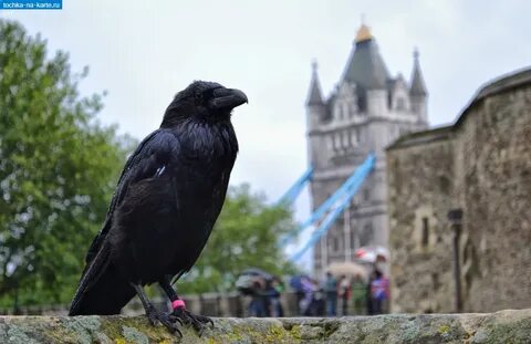 Ravens of the tower of london