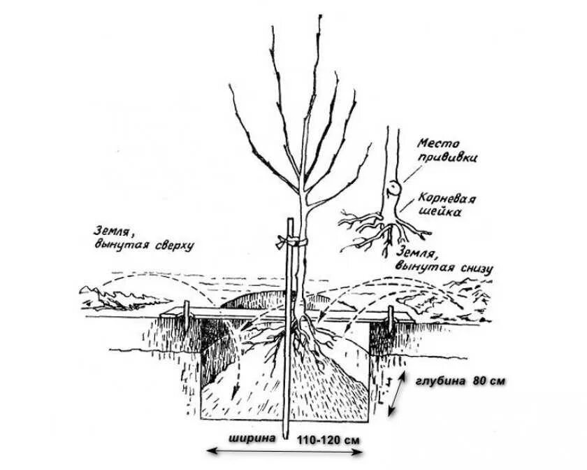 Правильная посадка саженцев. Схема посадки саженцев яблони. Схема посадки саженца яблони. Посадка саженца яблони. Правильная посадка саженцев яблони.