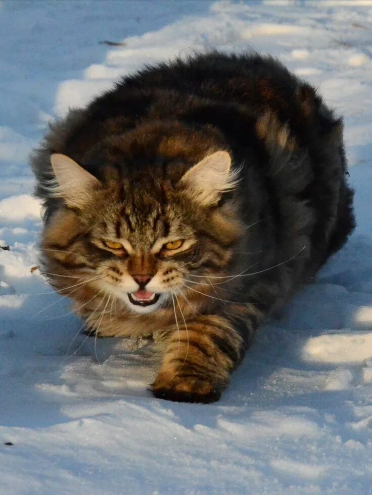 Сибирь эскиз. My siberia. Май сибирия бренд. Siberian mine. Сибирская лесная кошка короткошерстная.