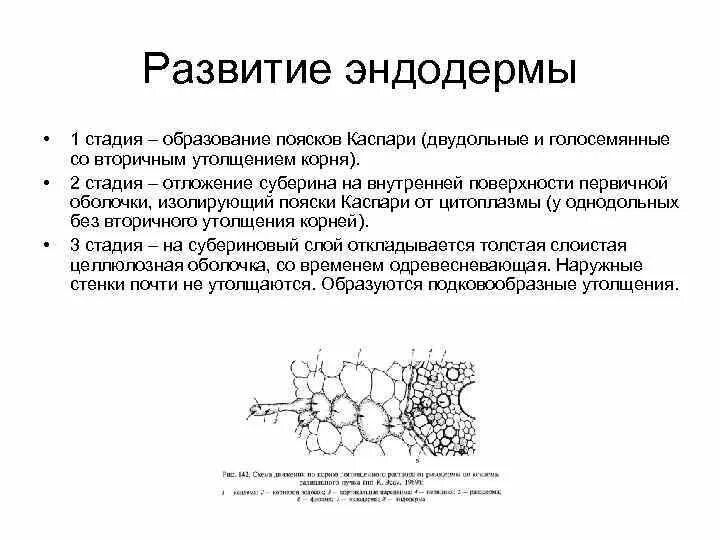 К образованию какой структуры приводит суберинизация. Пояски Каспари у растений. Пояски Каспари функции. Эндодерма корня пояски Каспари. Клетки эндодермы с поясками Каспари.