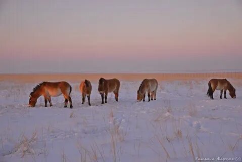 Зима в степи какая