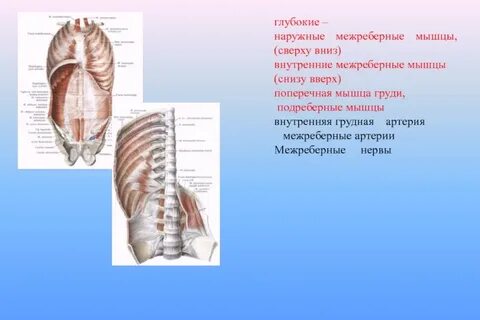 Внутренние межреберные мышцы