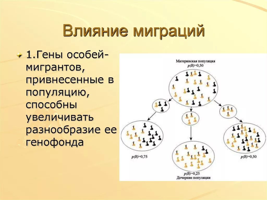 Популяция человека процессы