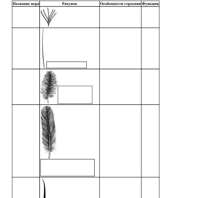 Перьевой покров птицы таблица. Типы перьев таблица. Типы перьев птиц таблица. Виды перьев у птиц и их функции.