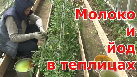 Обработка помидор с молоком