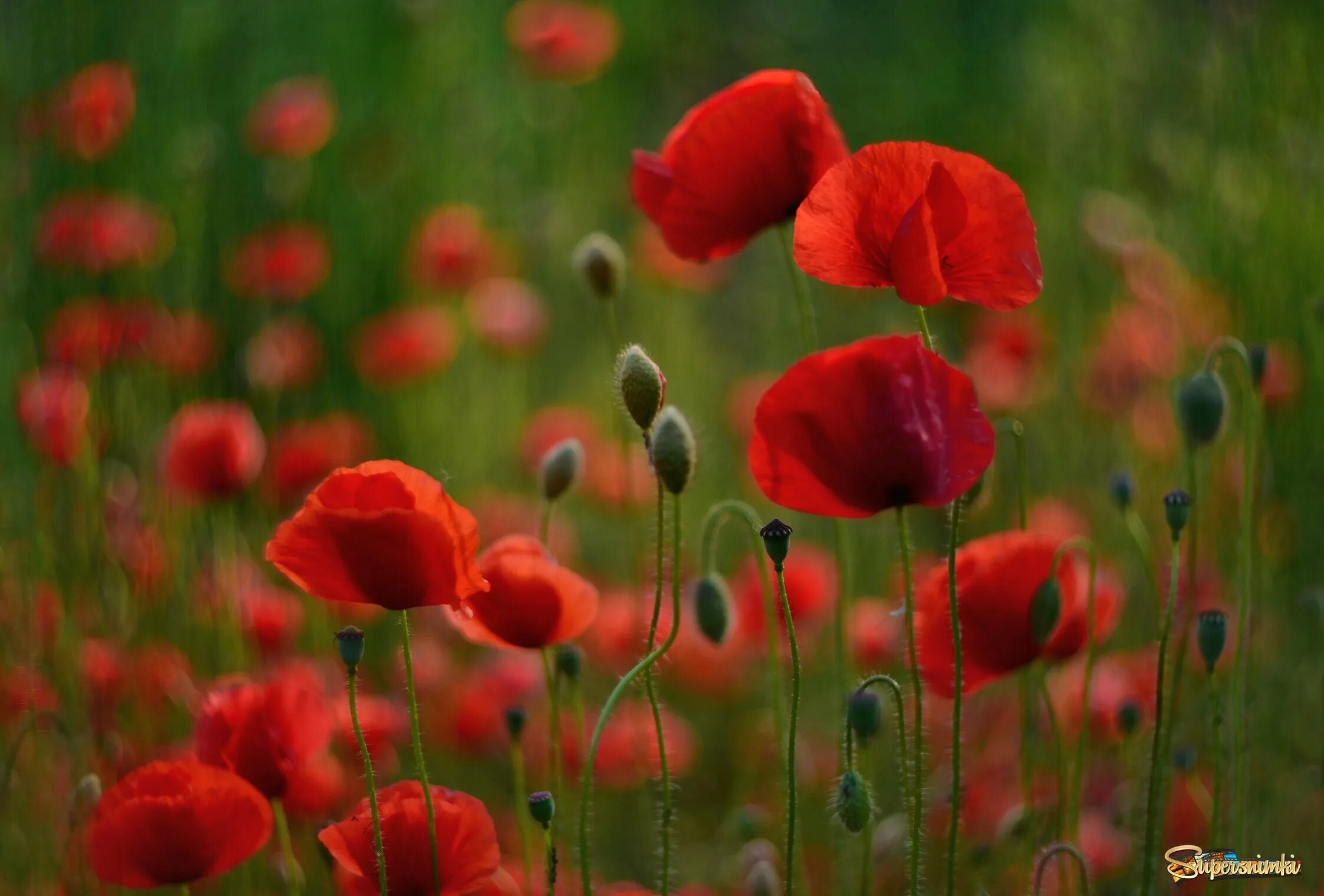 Amazon.com: Flower Plants & Seeds - SeedsUA / Flower Plants & Seeds / Plants, Se