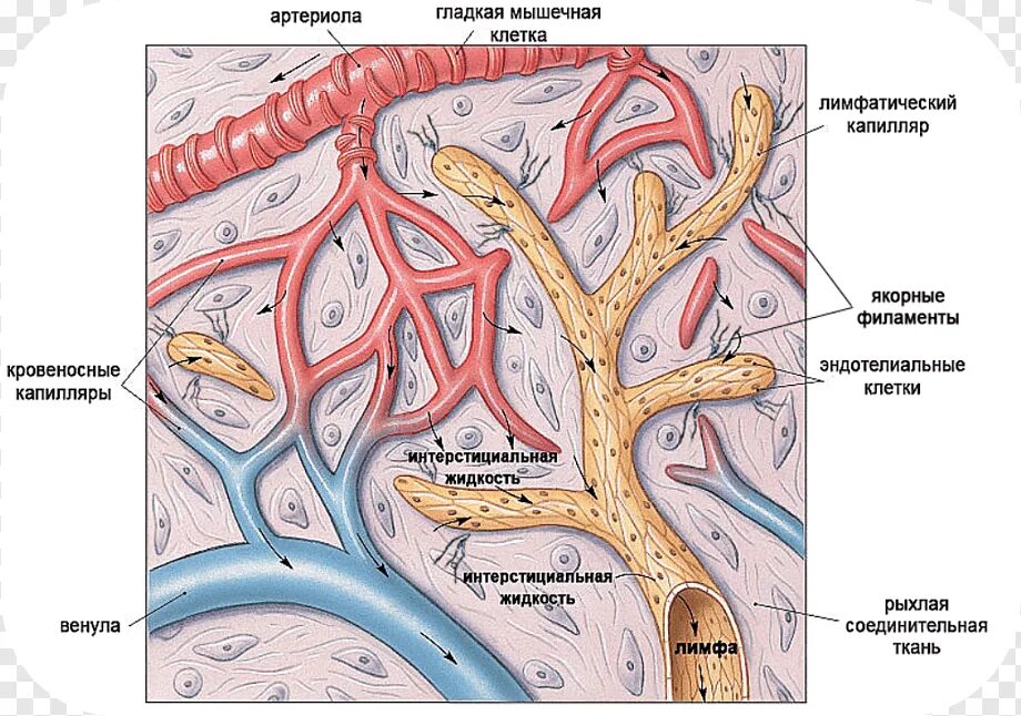 Сосуды микроциркулярного русла. Лимфатическая система - сосуды, стволы , протоки. Якорные филаменты в лимфатических сосудах. Сосуды микроциркуляторного русла гистология. Лимфатические сосуды клетки