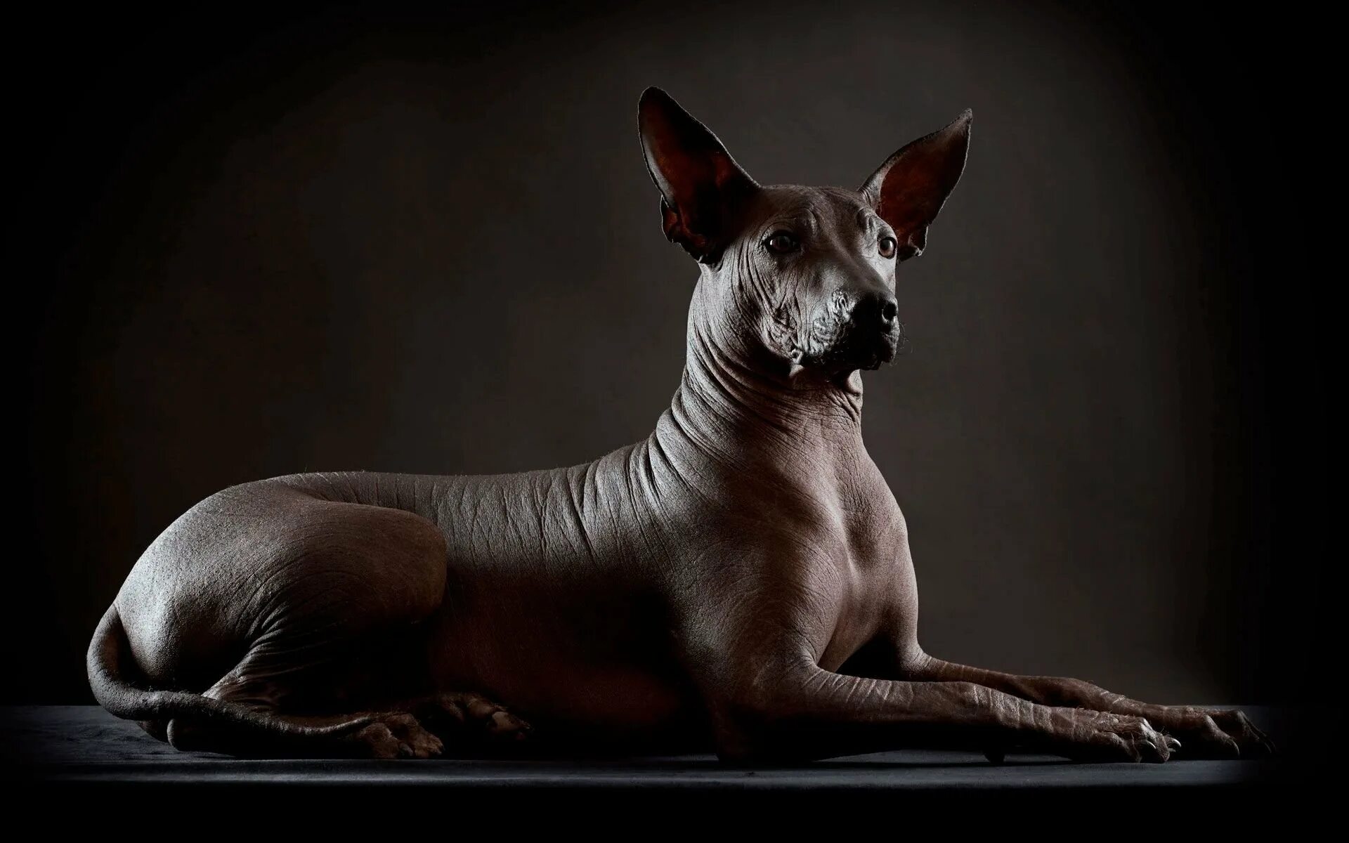 Древнейшая порода. Собака сфинкс ксолоитцкуинтли. Ксоло собака. Мексиканская голая собака (ксолоитцкуинтли). Ксоло и сфинкс.