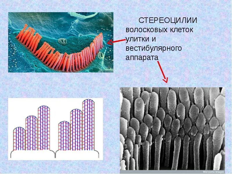 Клетки волосков улитки. Волосковые клетки вестибулярного аппарата. Стереоцилии строение. Стереоцилии волосковых клеток. Волосковые клетки улитки.