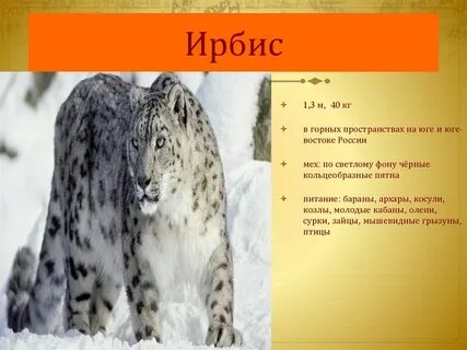 Снежный барс сообщение 2 класс