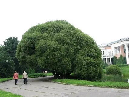 Деревья ботанического сада