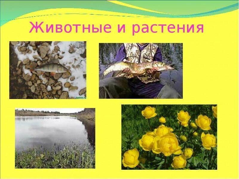 Медвежонок купается. Растения реки медведицы. Растения и животные реки чусовой. Растения реки медведица. Река медведица тверская область сплав.